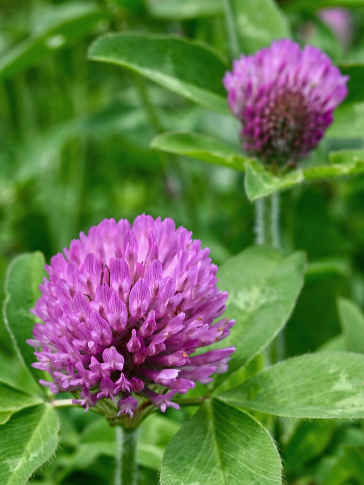 Purple Crown