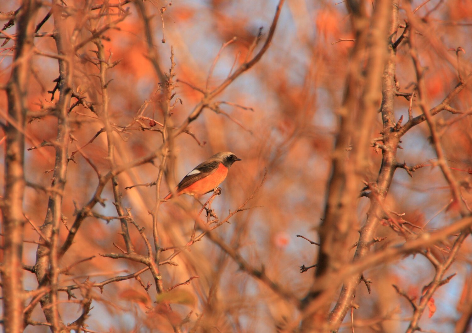 Photo #14305154
