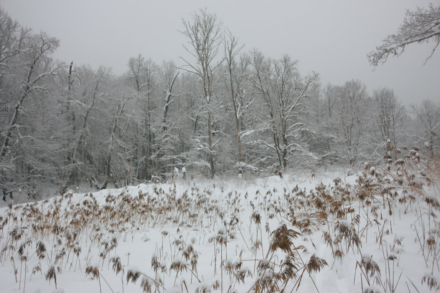 Photo #14305211