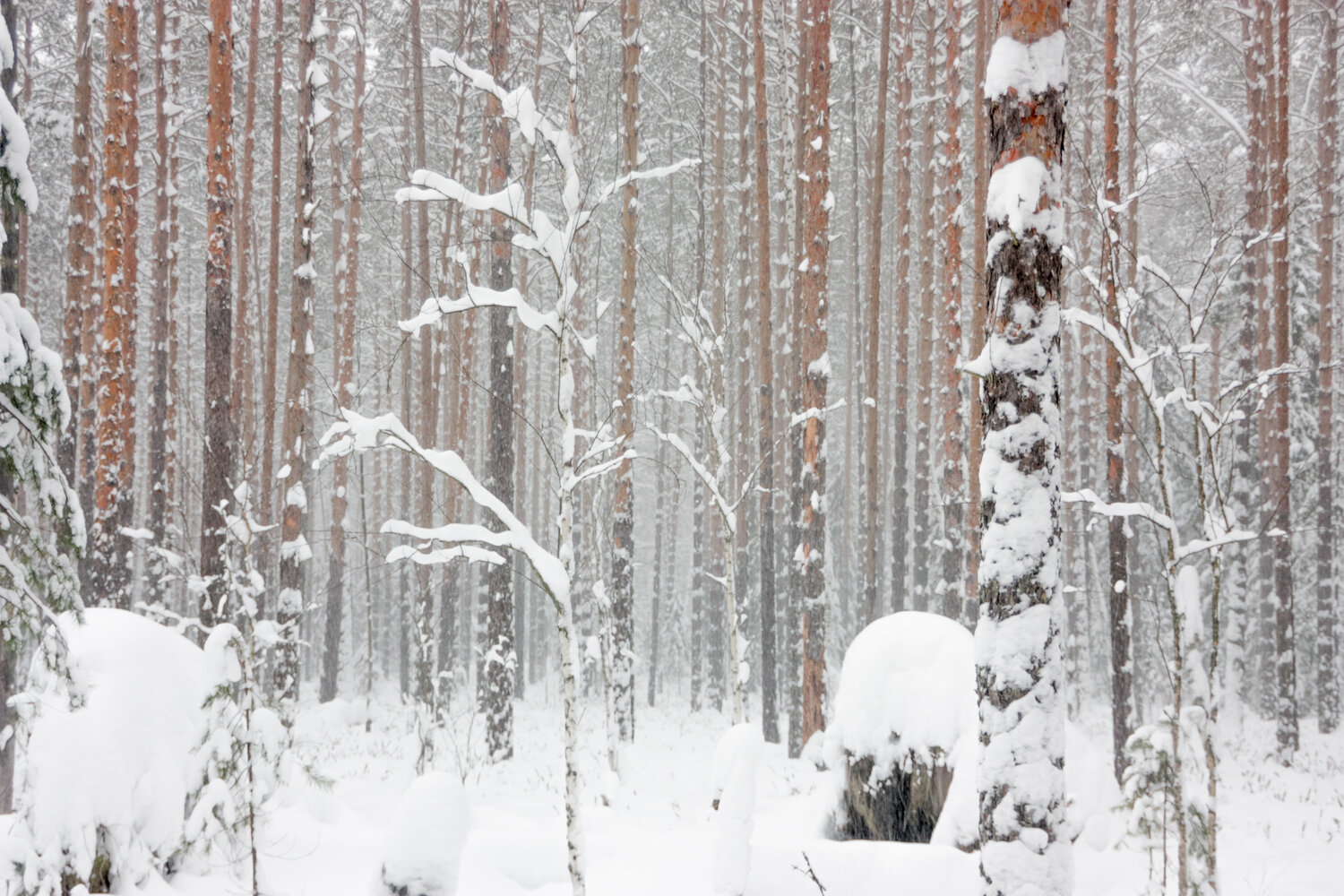 Photo #14305220