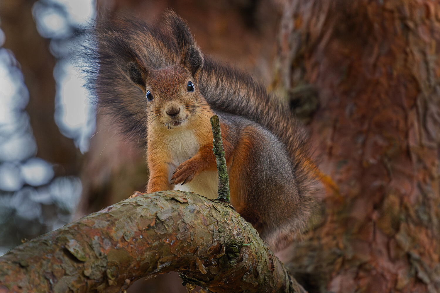 Photo #14305445
