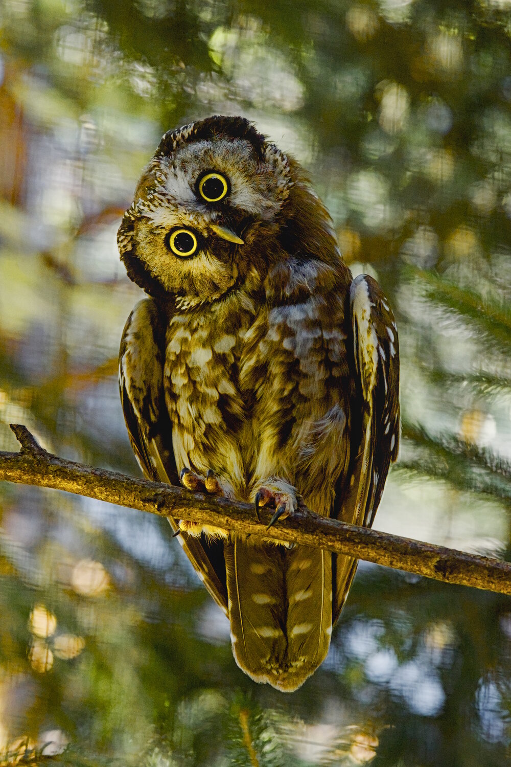 Photo #14305608