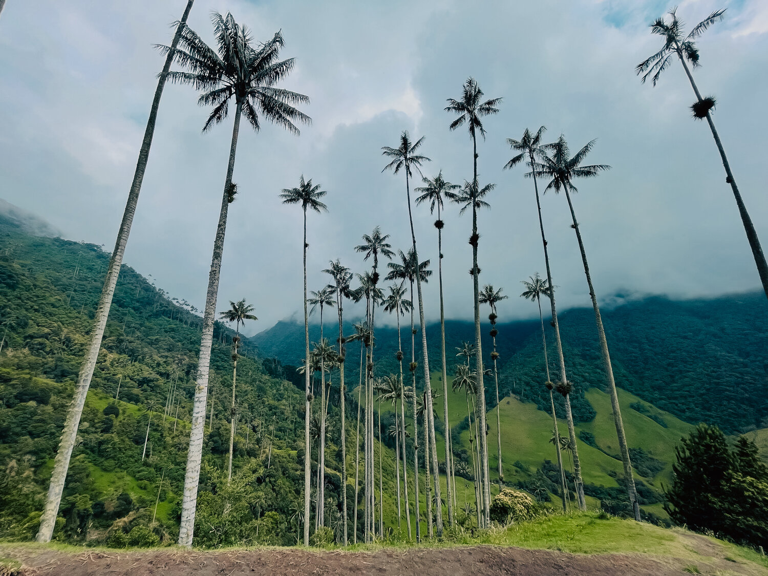 Valle de Cocora, Colombia