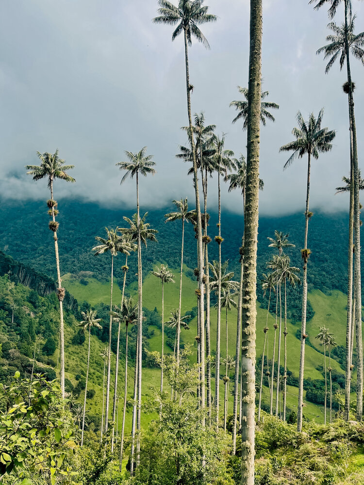 Wax palms in Valle de Cocora, Colombia