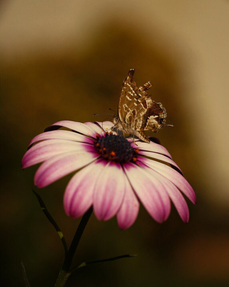 A Fragile Moment