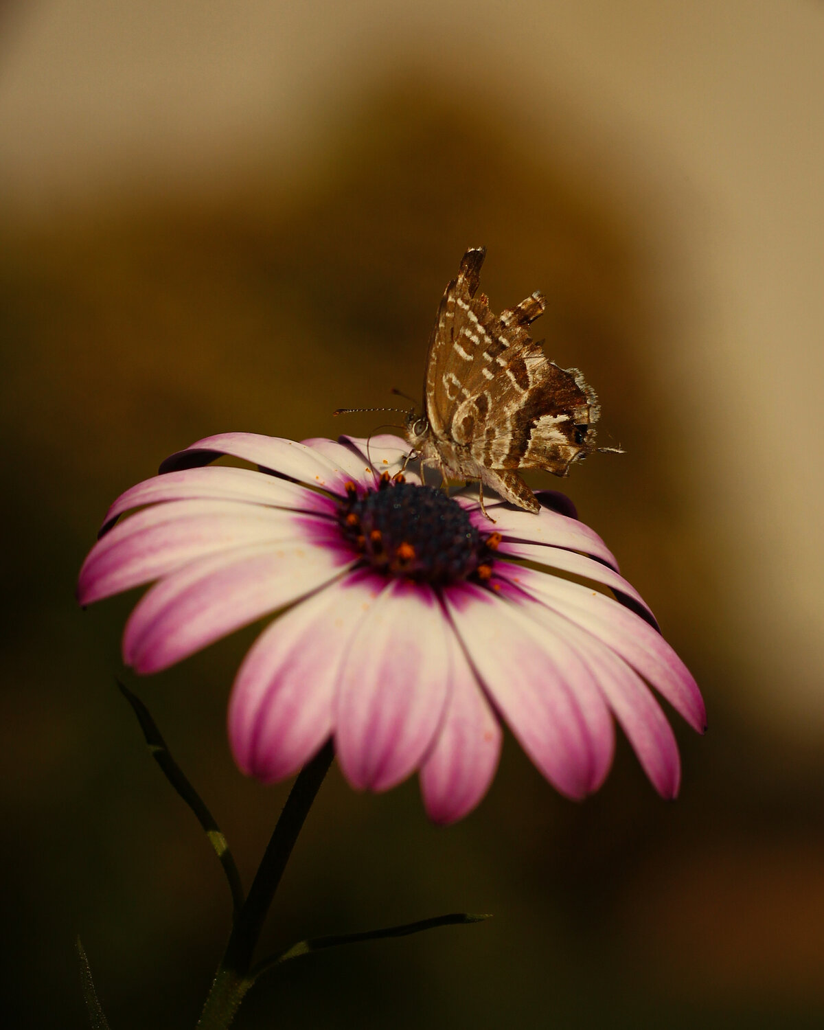 A Fragile Moment