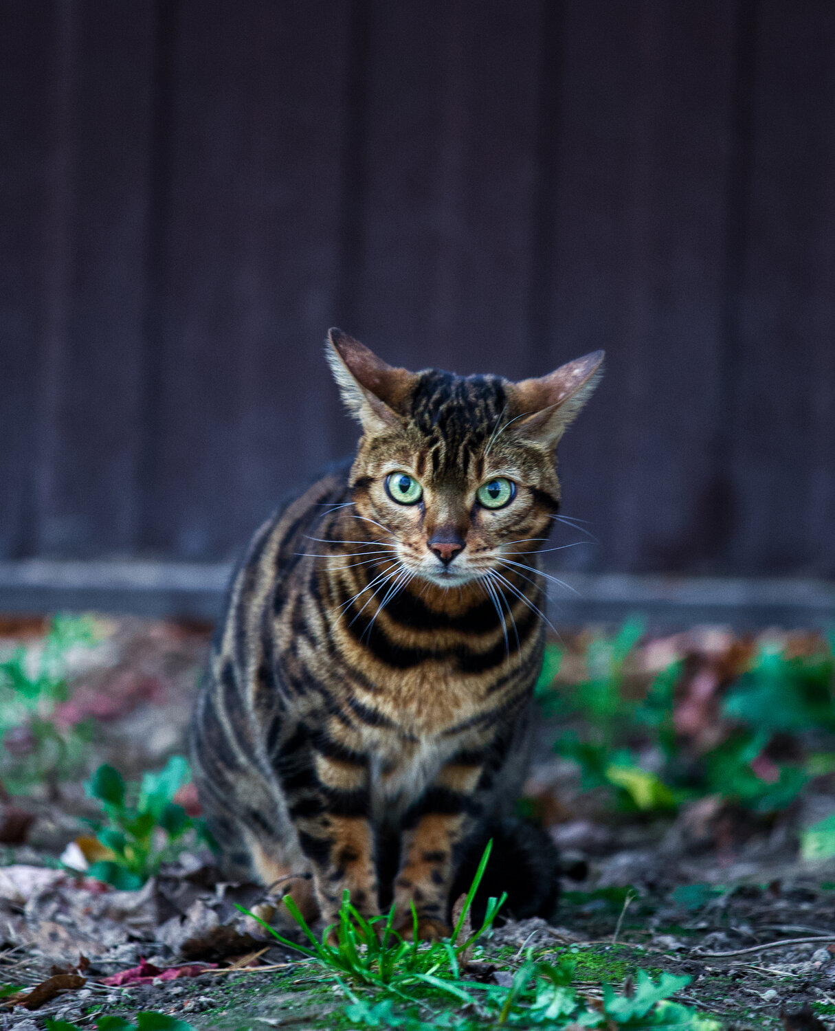 Кошка