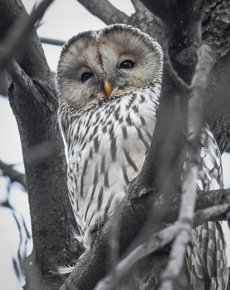 An owl on a branch during the day