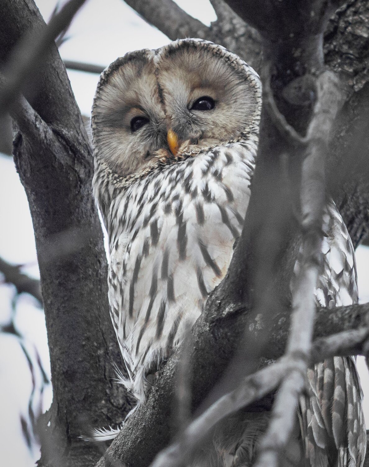 An owl on a branch during the day