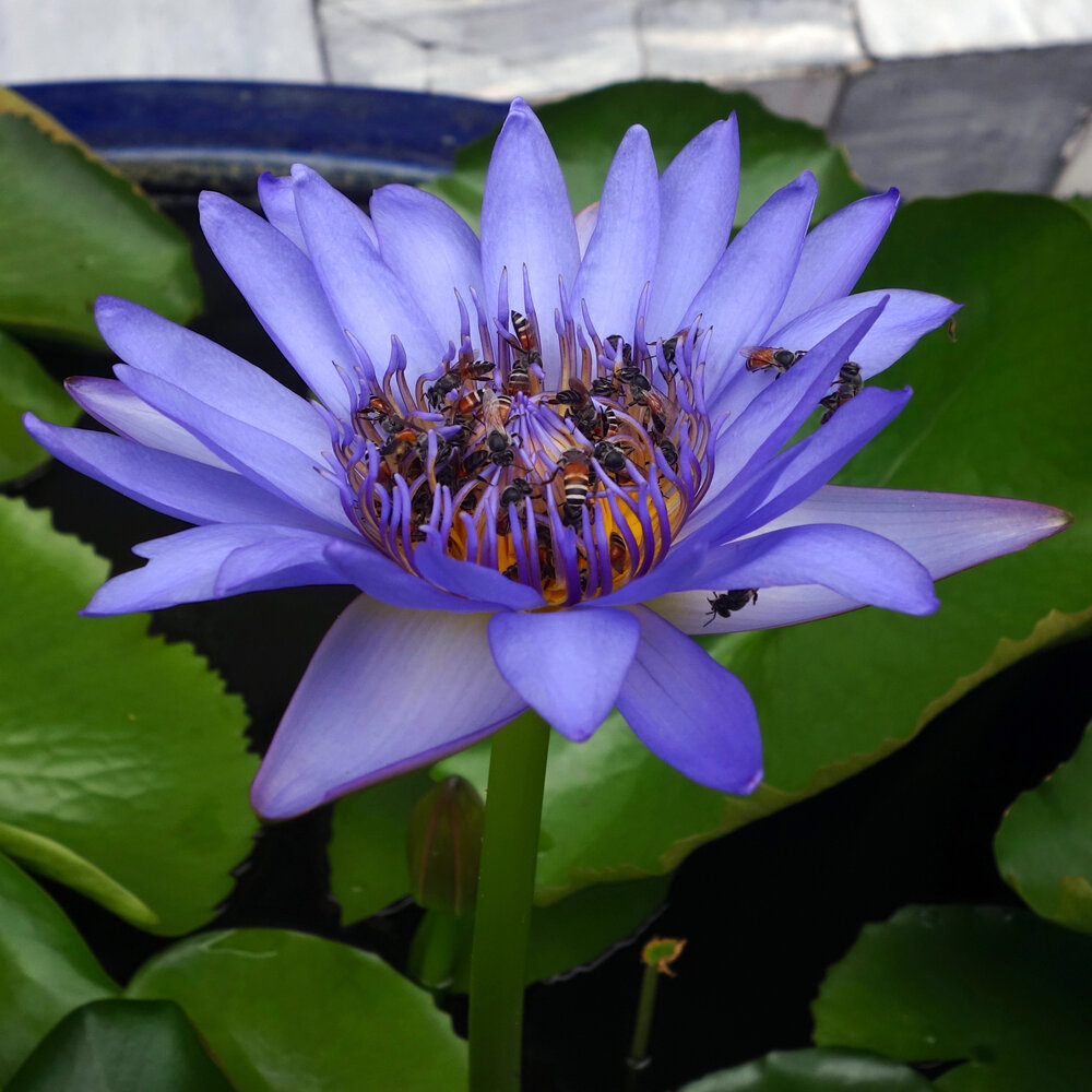 La flor Violeta