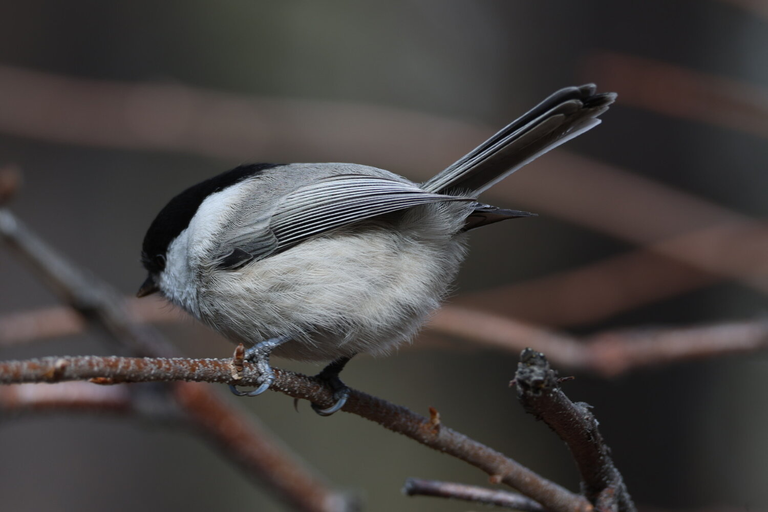 Photo #14308634