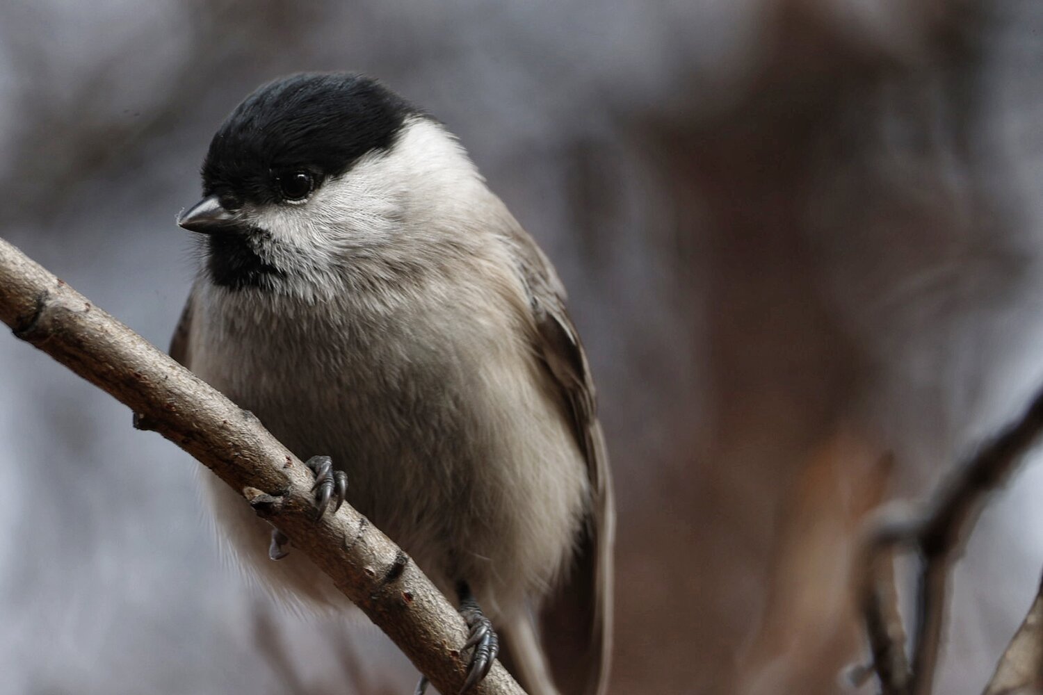 Photo #14308667