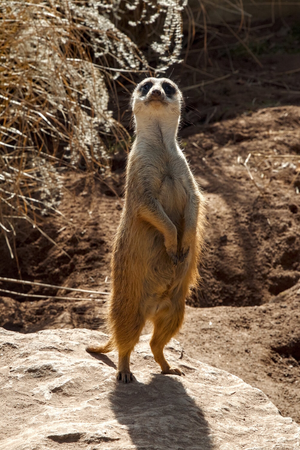 Photo #14309429