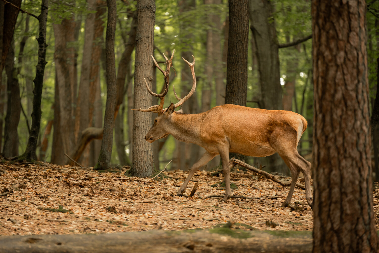 Photo #14310024