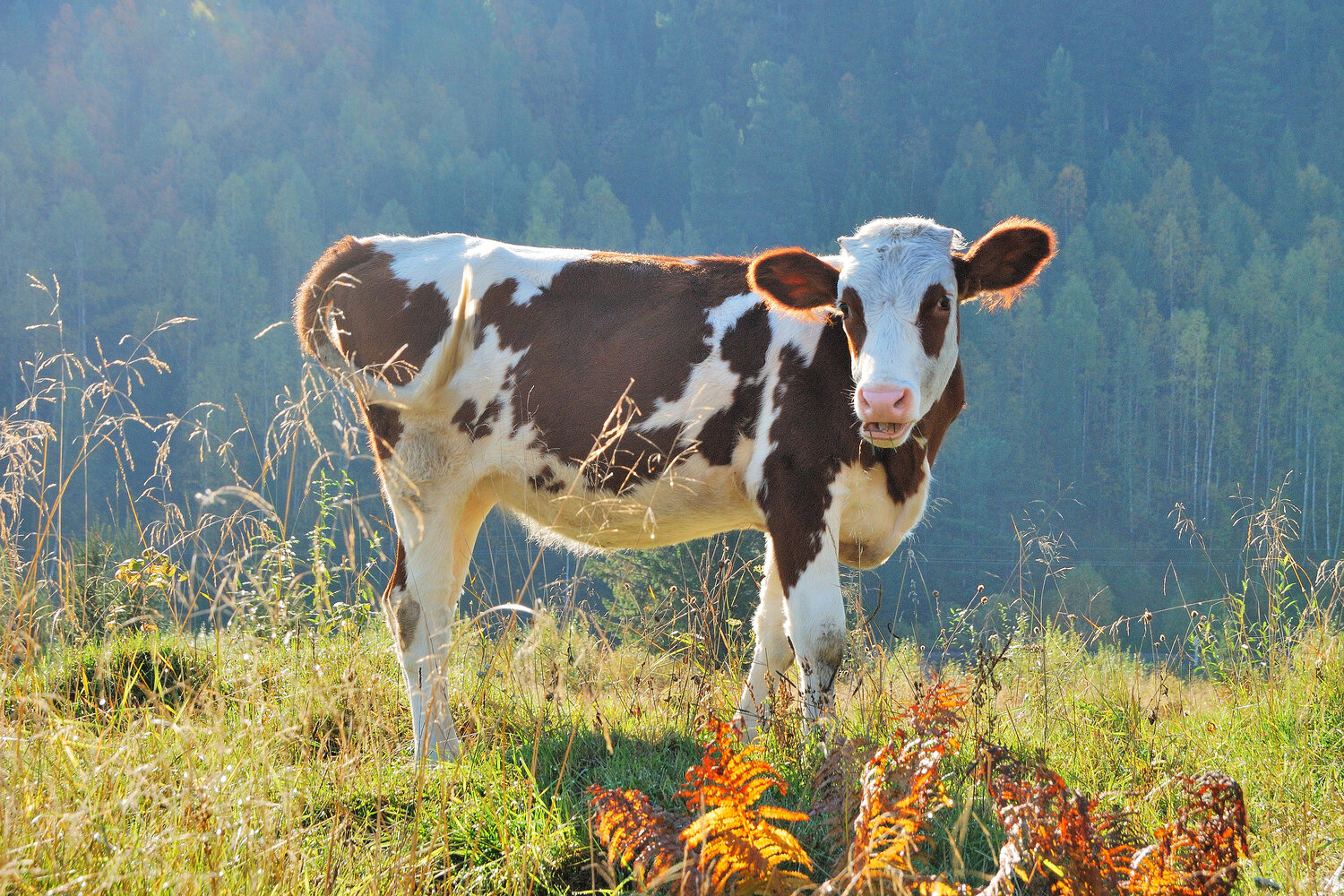 Photo #14310820