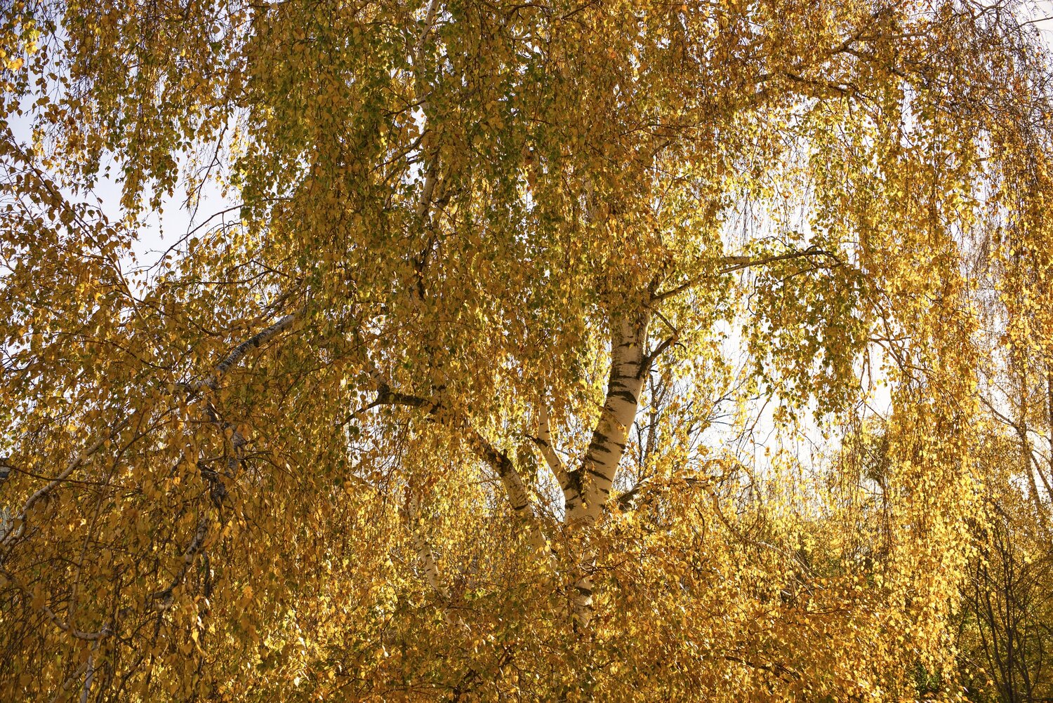 Photo #14312272