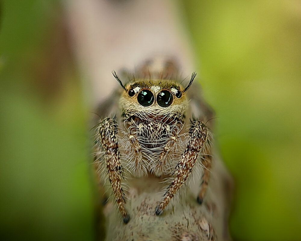 A jumper