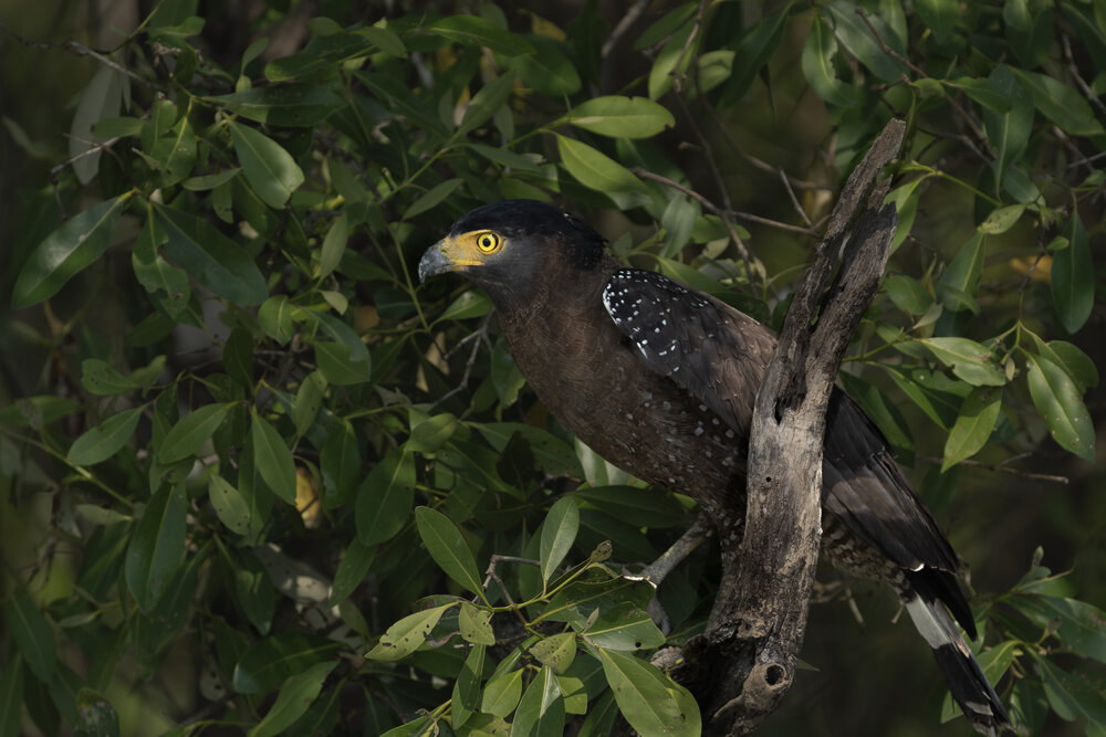 The Crown of the Canopy
