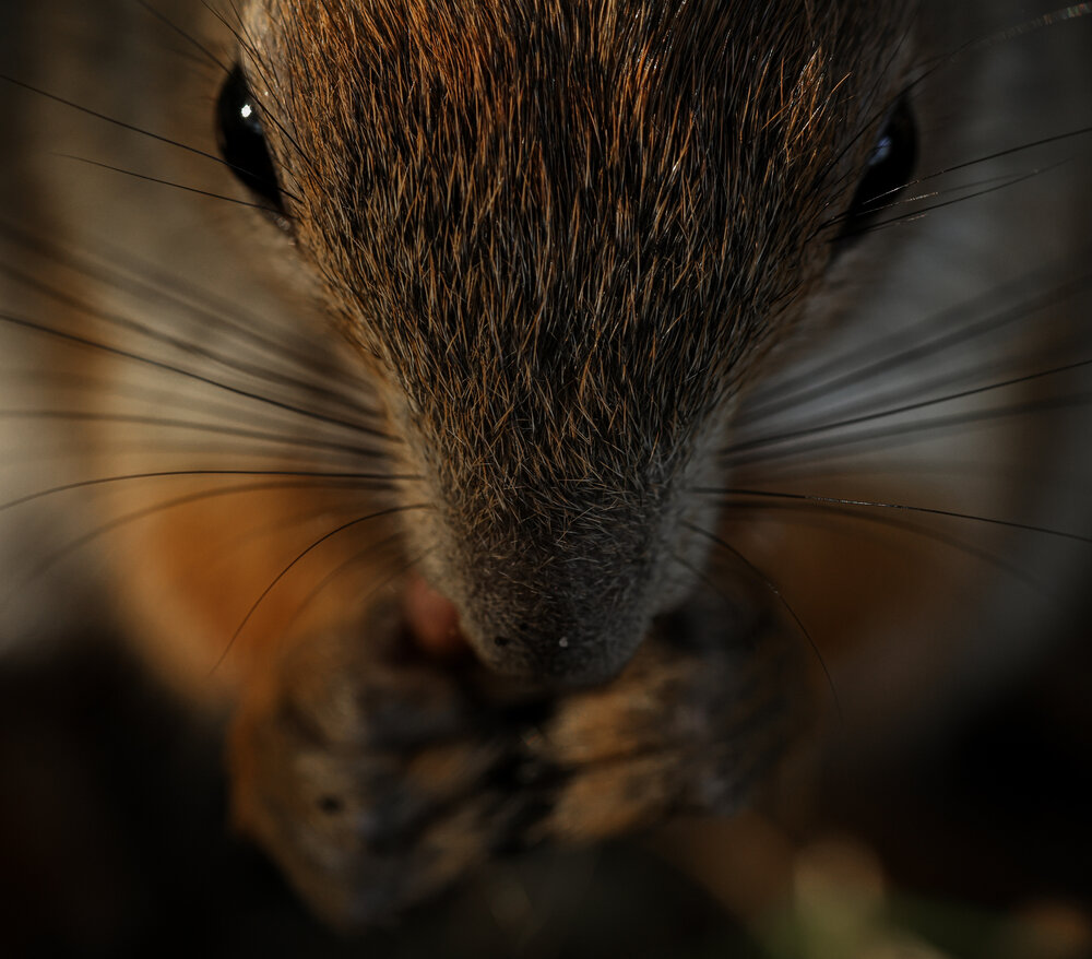 Squirrel