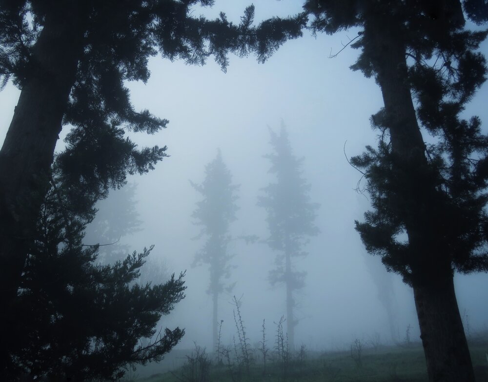 Whispers of the Fog
