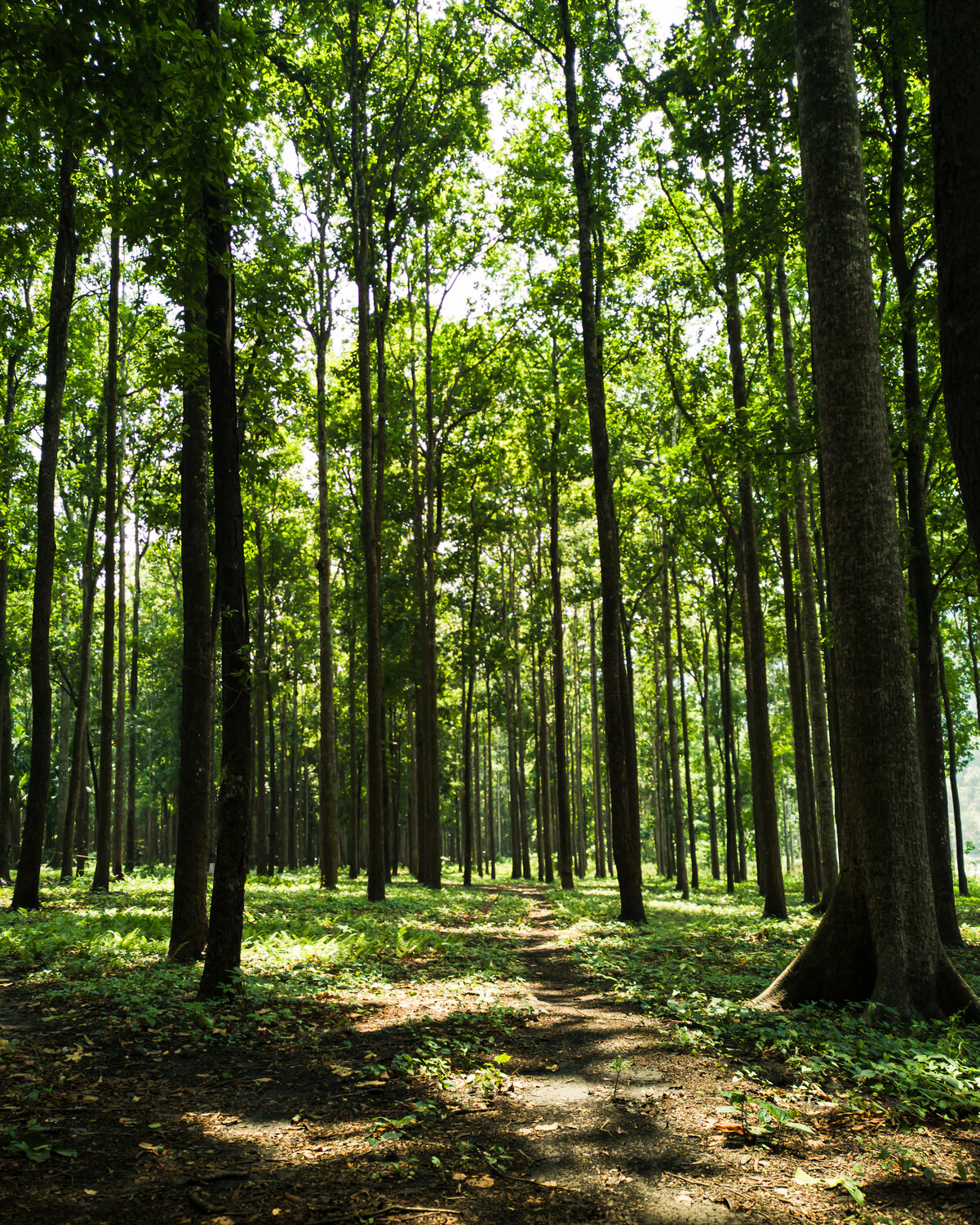 The Sunlit Grove