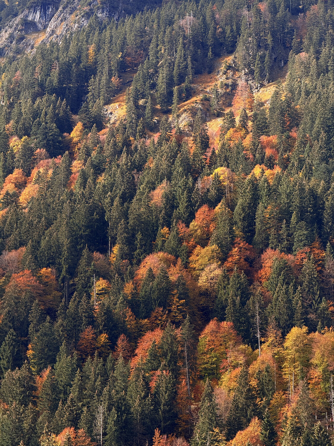 Photo #14320088