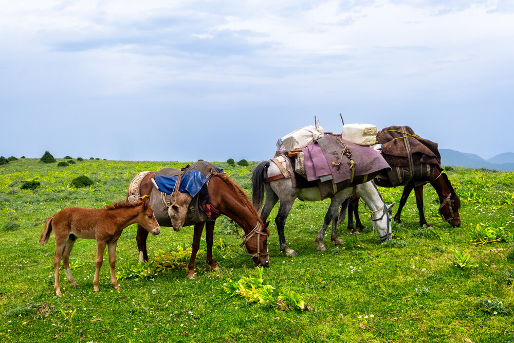 Foal and calf