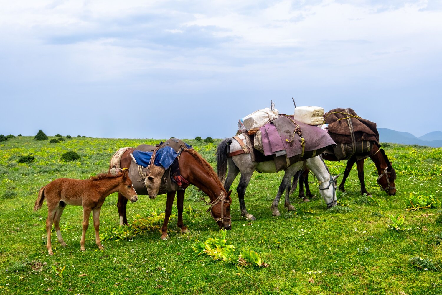 Foal and calf