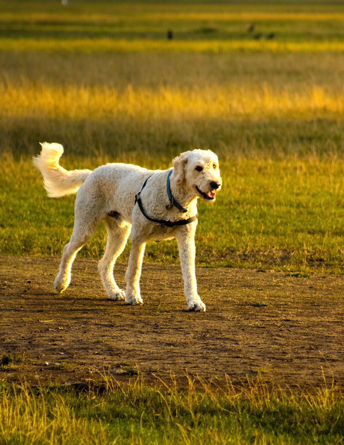 Golden hour