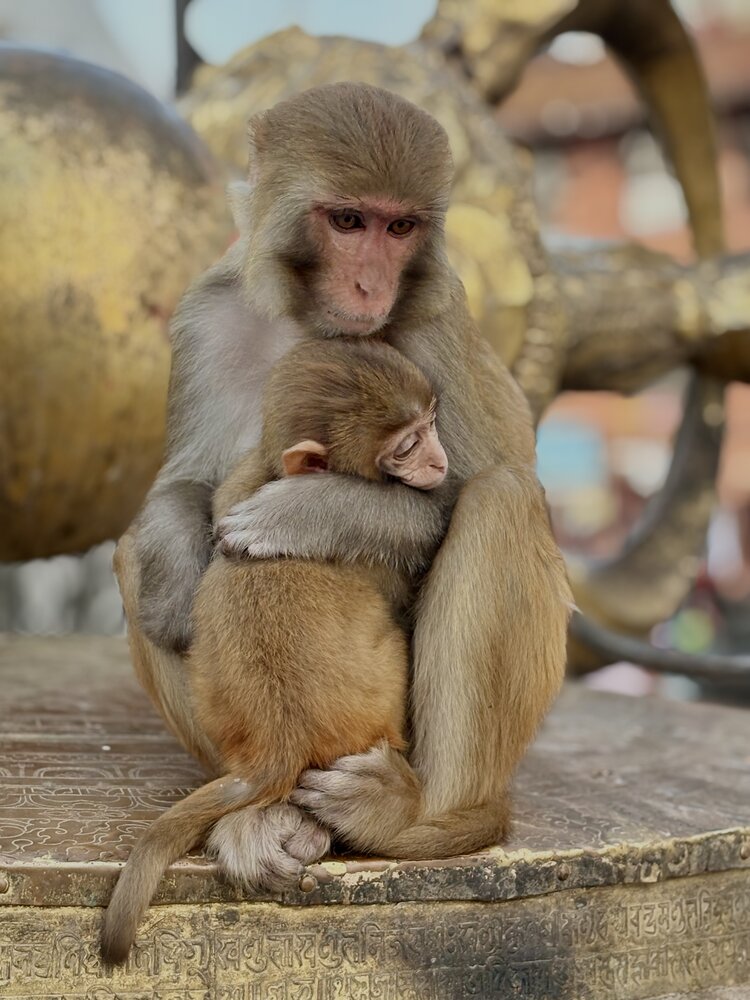A mother\\\'s embrace - Sacred monkeys at Swayambhunath, Nepal