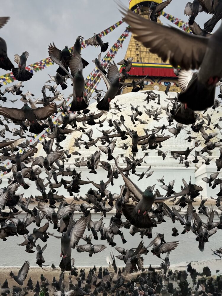 Sacred flight - Thousands of pigeons at Boudhanath Stupa in Kathmandu, Nepal