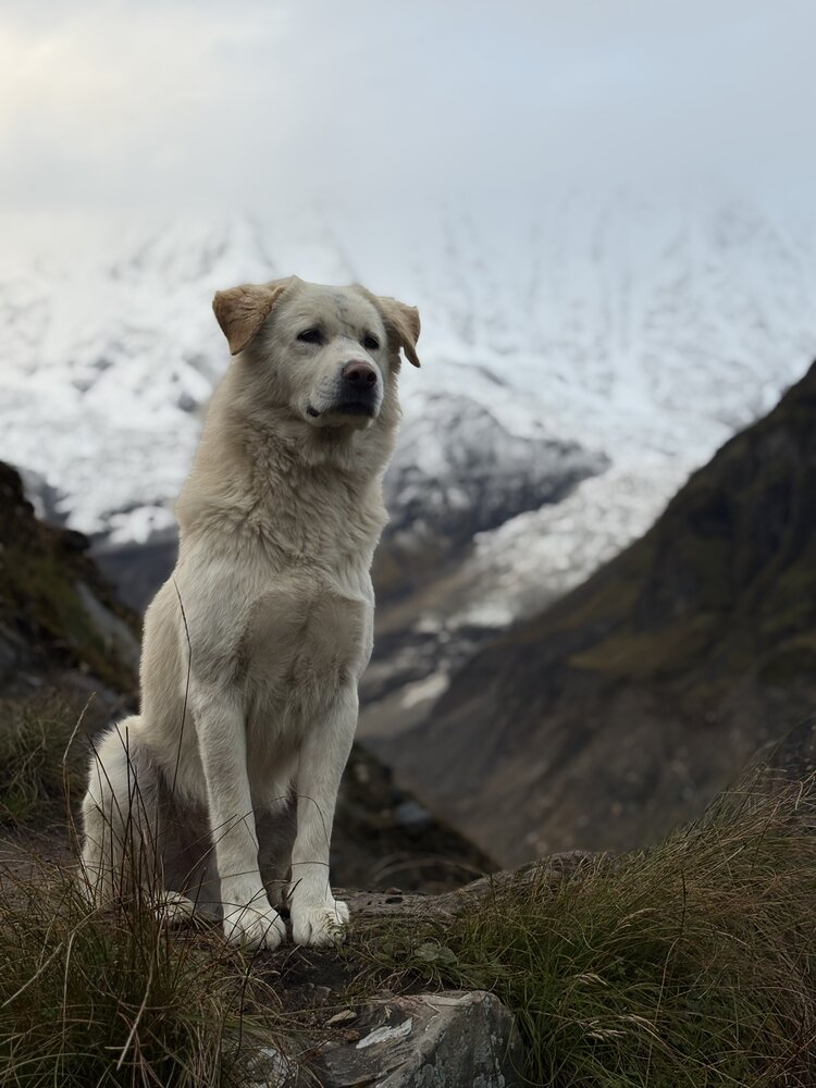 Guardian of the Himalayas - Native dog on a mountain ridge in Nepal
