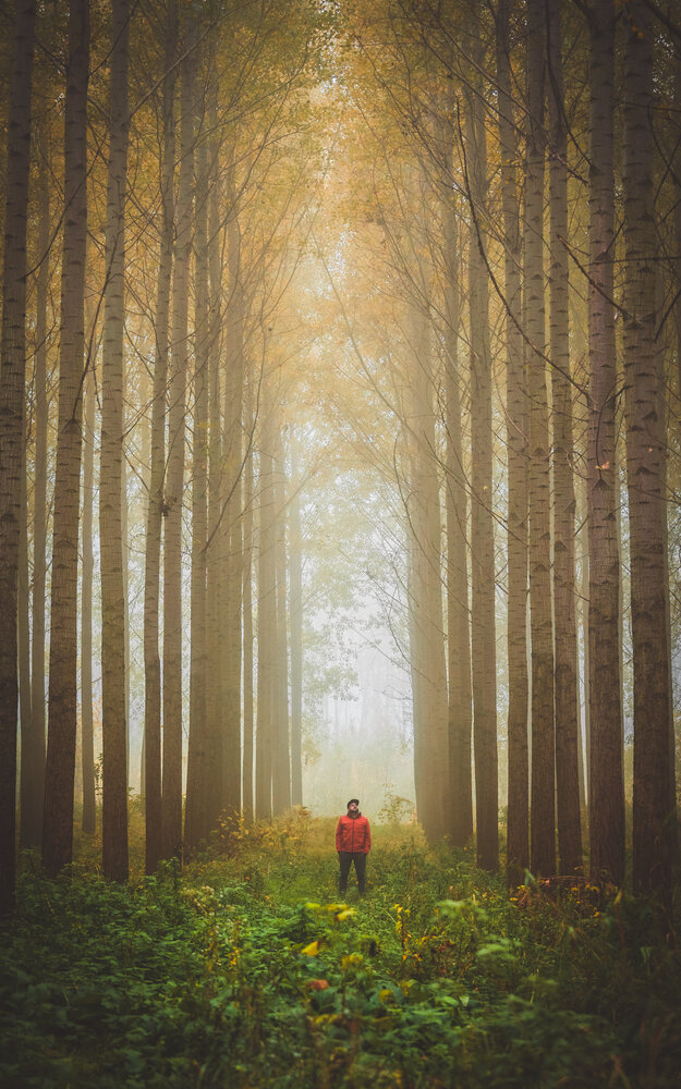 Among Giants