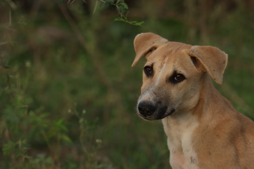 Dog in the field