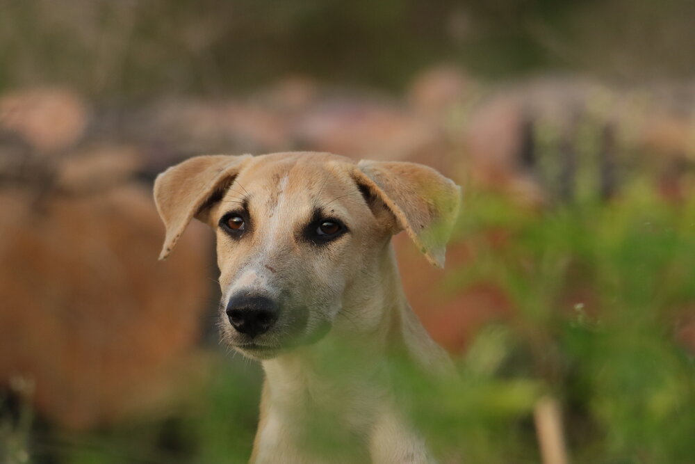 Guardian of the Grasslands