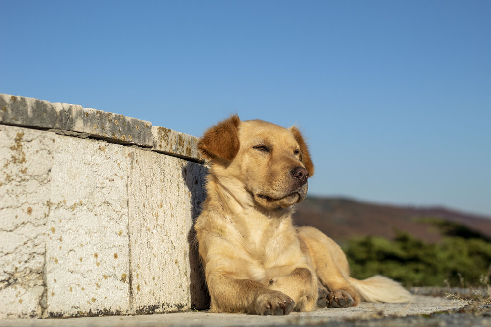 Good Boy