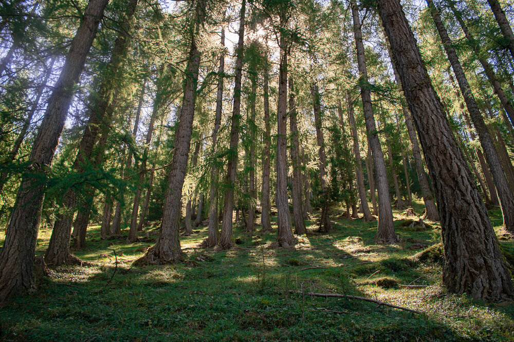 Risveglio nel bosco