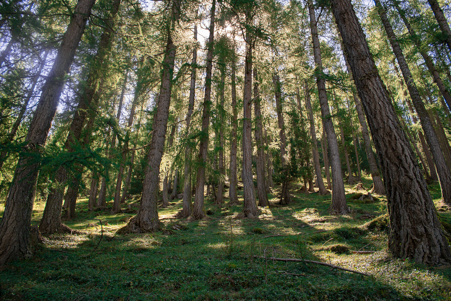 Risveglio nel bosco