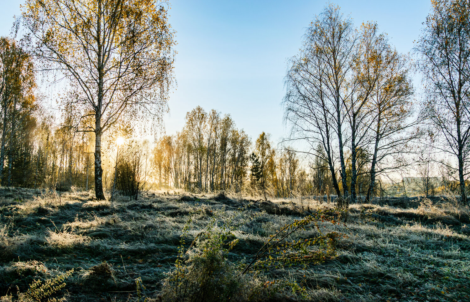 Photo #14337431