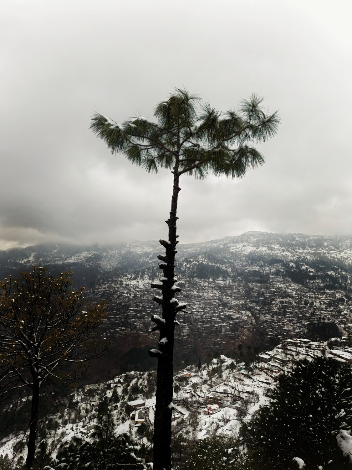 The Lone Sentinel of Winter