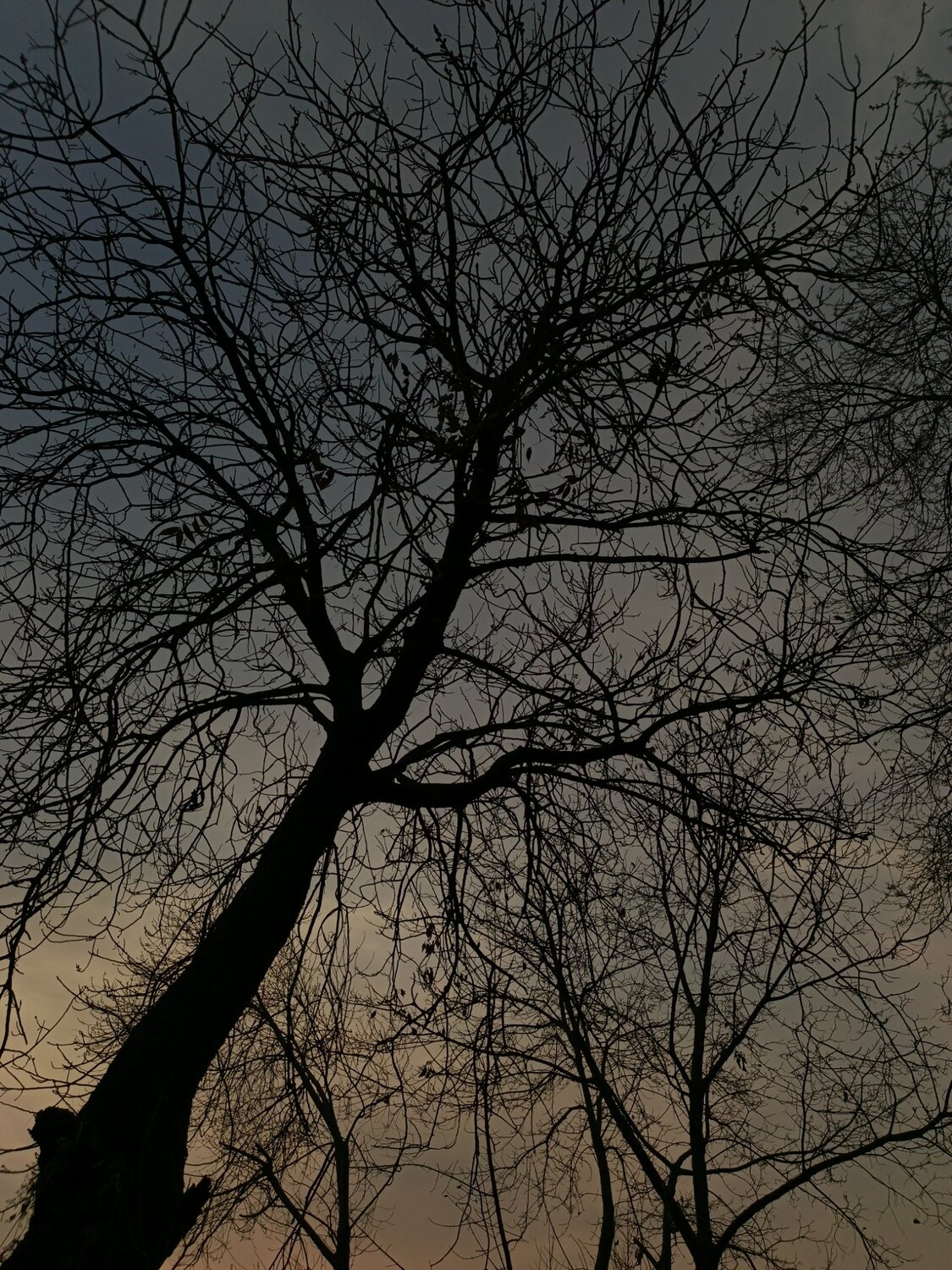 Ink of Winter