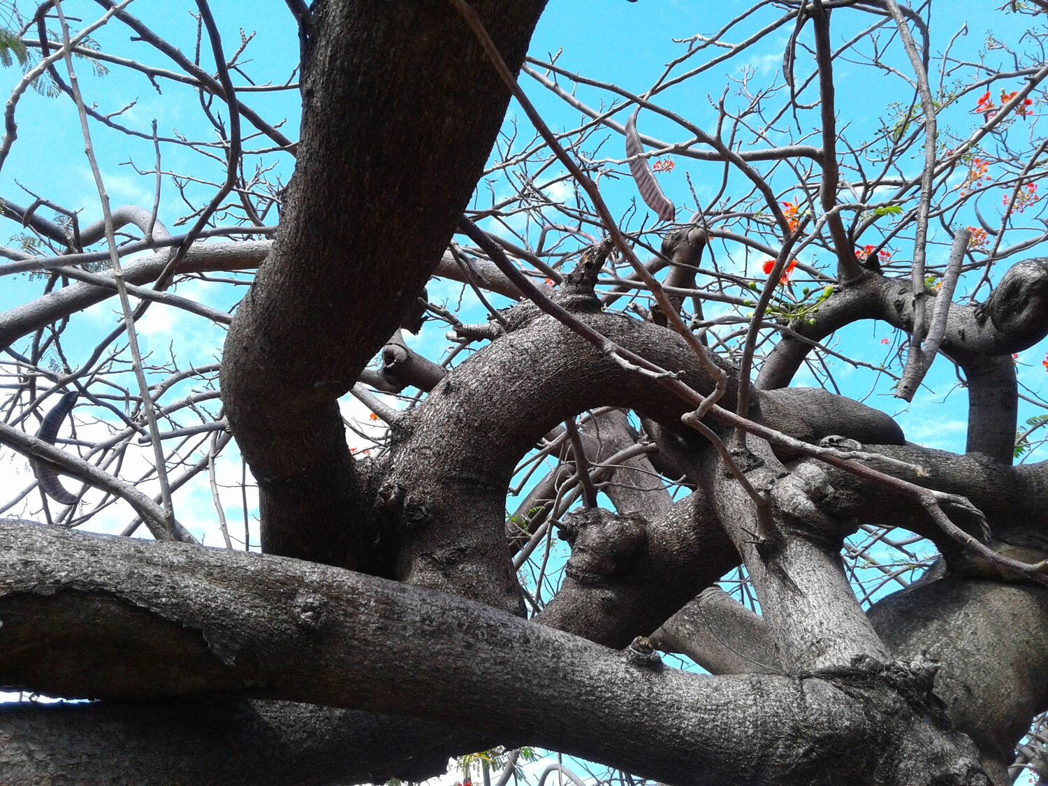 Nature Tree Art