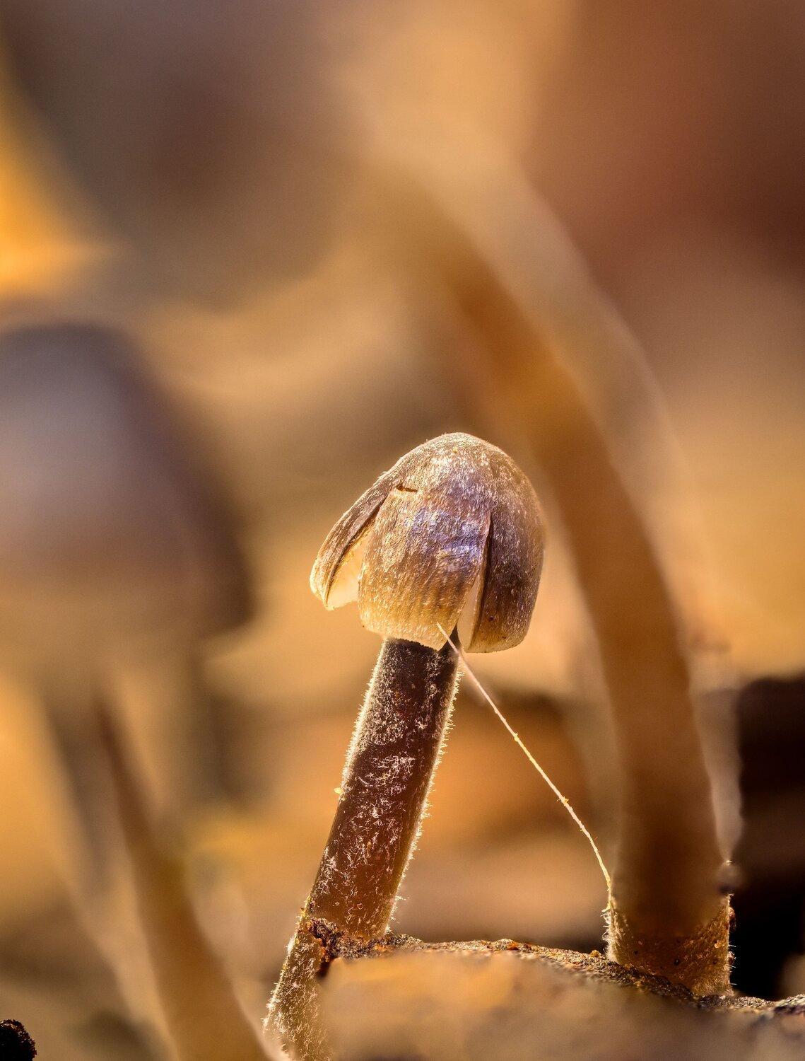Alone in the Golden Forest