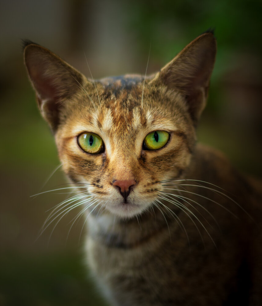 Eyes says it all!
