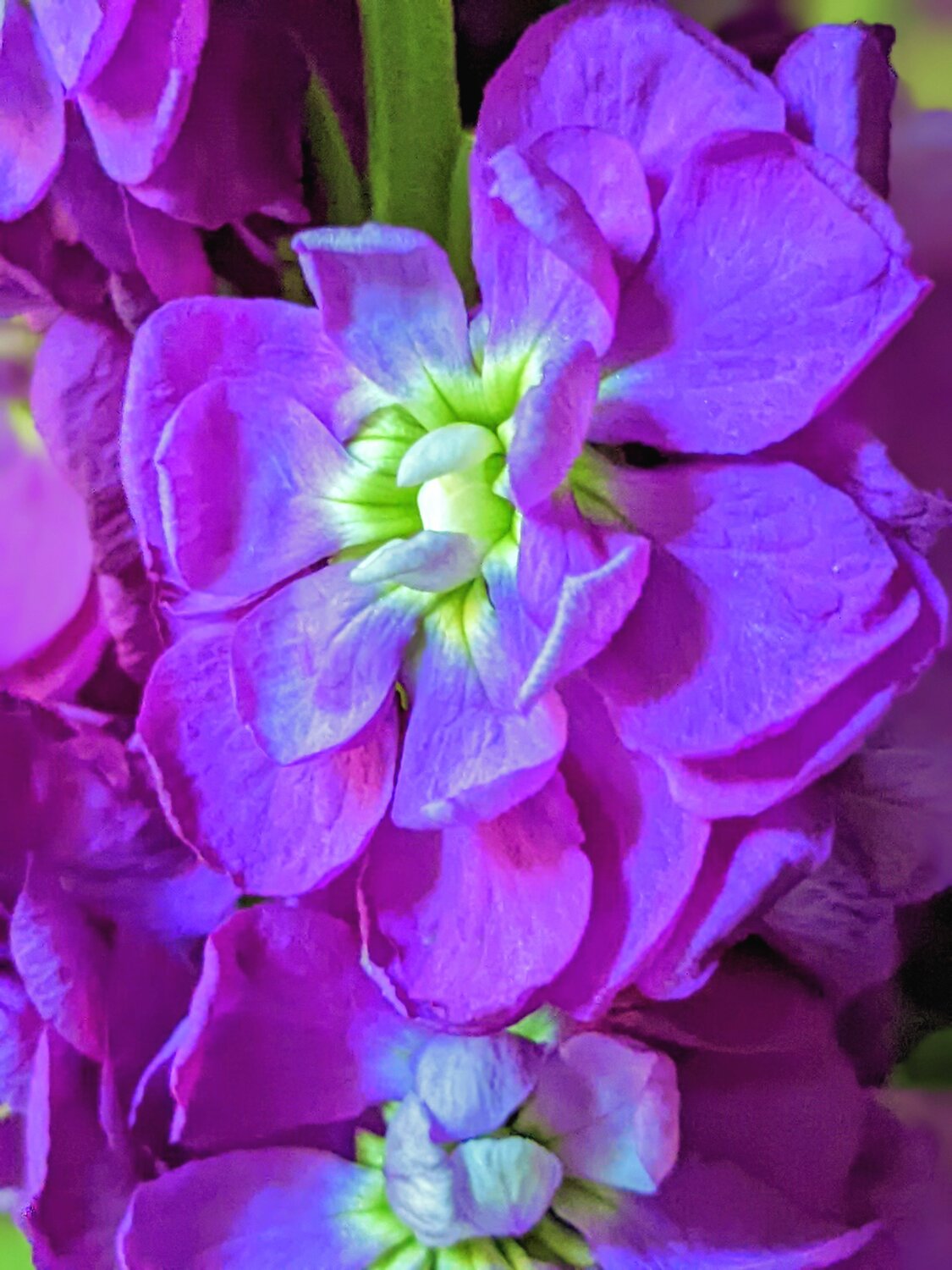 Summer Beauty