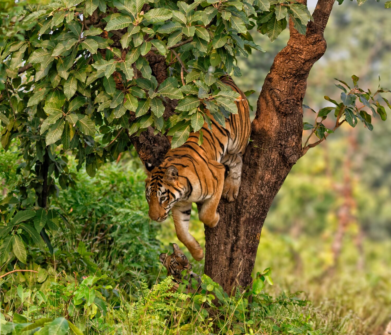 The jumping tigress