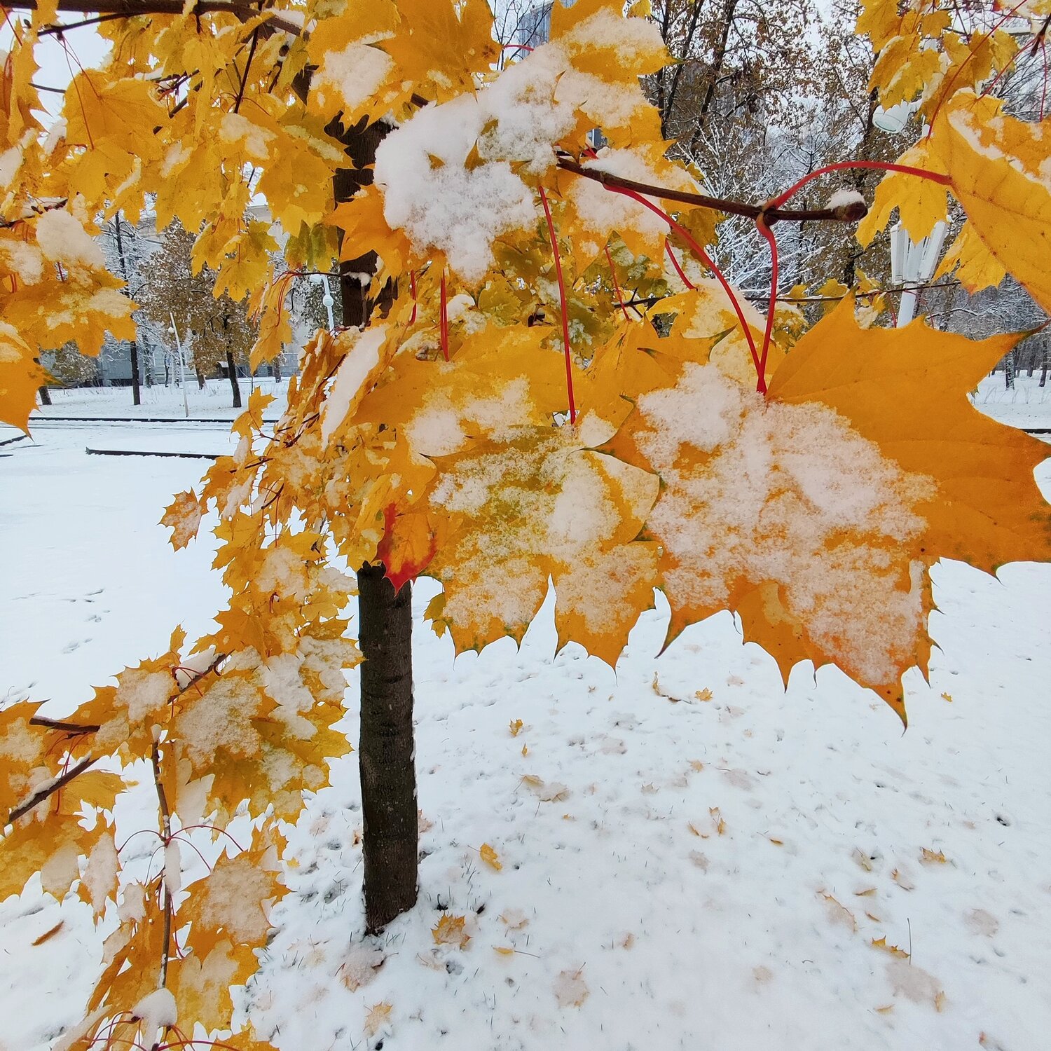 Снежок на кленовых листьях