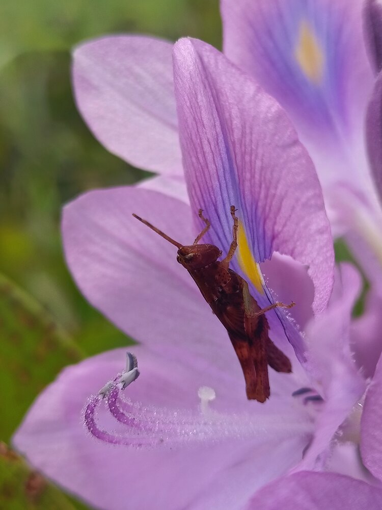 Velvet Bloom
