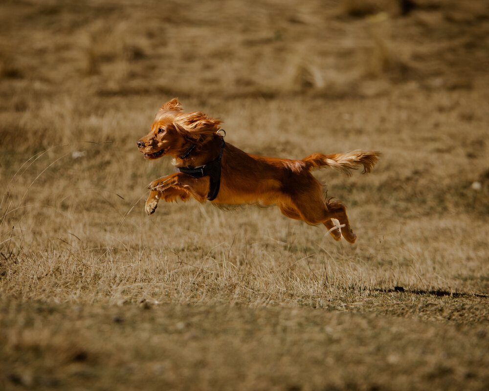 Born to Fly