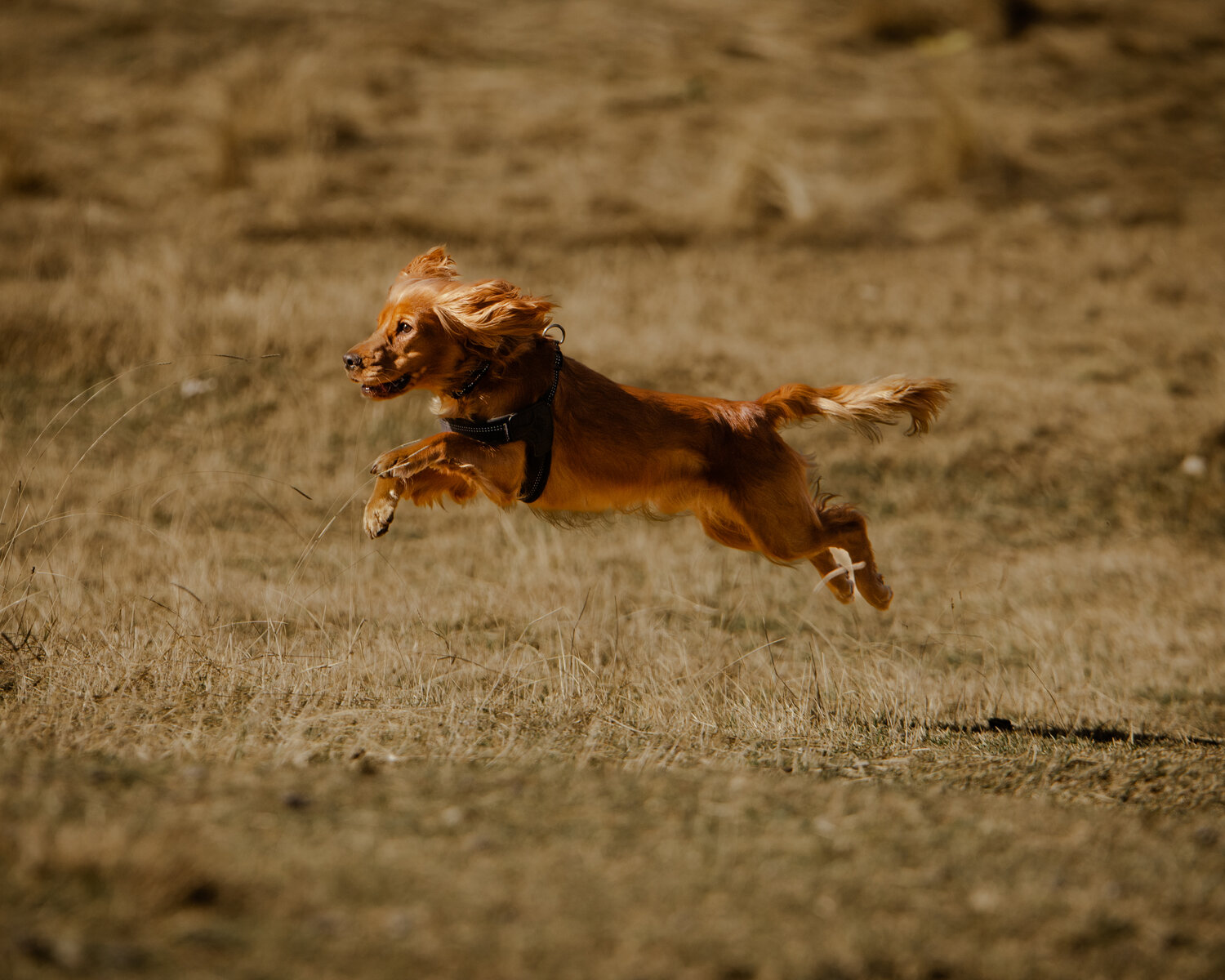 Born to Fly